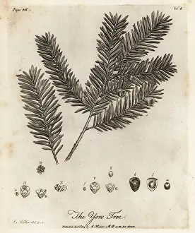Arborist: Yew tree, Taxus baccata