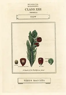 Taxus: Yew tree, Taxus baccata