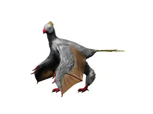 Oxfordian: Yi qi is an extinct theropod from the Late Jurassic of China