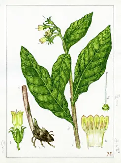 Bentham: ymphytum tuberosum - tuberous comfrey