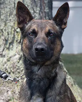 2023: Yoda, K9 Unit Dog
