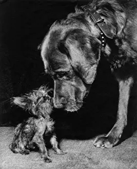 Yorkie: Yorkie and large dog