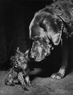 Yorkie: Yorkie and large dog