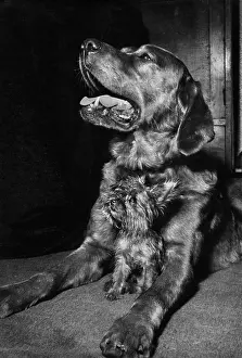 Yorkie: Yorkie and large dog