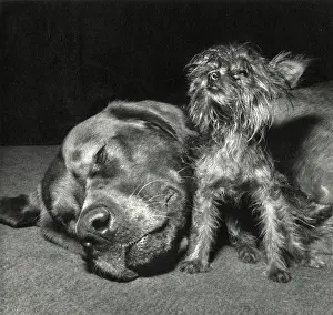 Yorkie: Yorkie and large dog