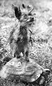 Tortoises: Yorkie and Tortoise