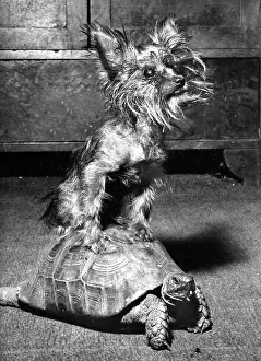 Tortoises: Yorkie and Tortoise