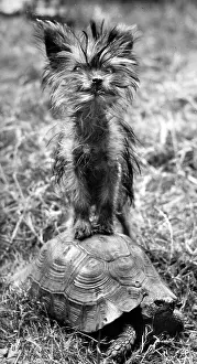 Tiny: Yorkie and tortoise