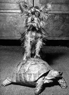 Tiny: Yorkie and tortoise