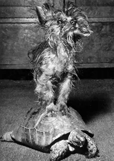 Tiny: Yorkie and tortoise
