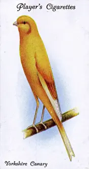 Canaries: Yorkshire Canary