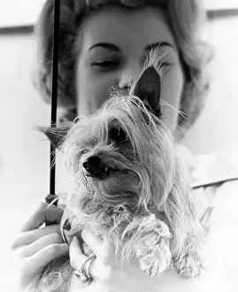 Pampered: YORKSHIRE TERRIER