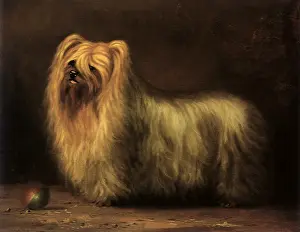 Interested: Yorkshire Terrier