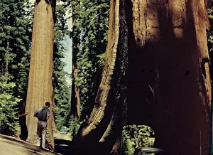 Mariposa: Yosemite Park - California
