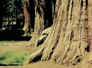Mariposa: Yosemite Park - California