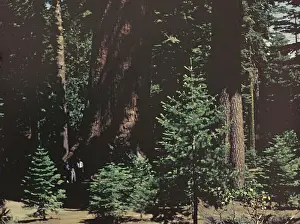 Mariposa: Yosemite Park - California