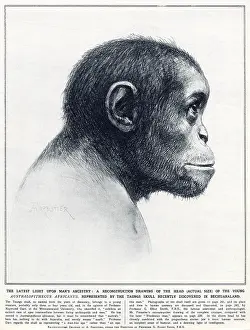 Australopithecus: Young Australopithecus africanus