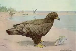 Leucocephalus: Young Bald Eagle