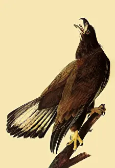 Perches: Young Bald Eagle
