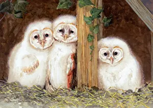 Margery: Three Young Barn Owls ? with ivy and straw