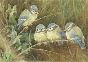 Roost: Four young Blue Tits