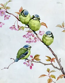 Hopking: Four young blue tits on cherry blossom