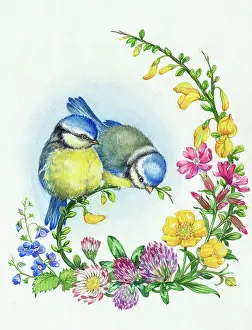 Buttercups: Two young blue tits and wild flowers
