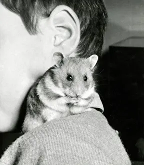 A young boy with his cute pet hamster on his shoulder