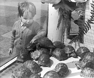 Tortoises: Young boy looks at tortoises
