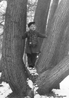Divergent: Young boy standing amid the divergent trunks of a oak tree