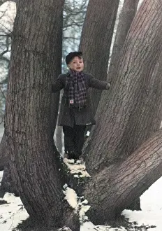 Divergent: Young boy standing amid the divergent trunks of a oak tree