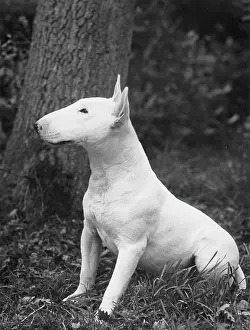 Drummond: YOUNG BULL TERRIER/1957