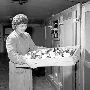 Mucha: Young chickens - hatchery - incubator
