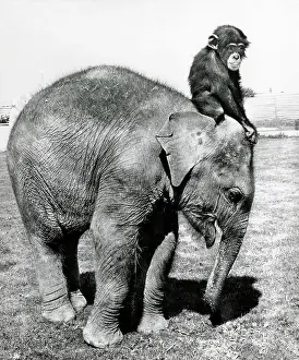 Paul Kaye: A young Circus elephant with a chimpnazee along for the ride