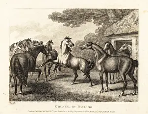 John Gay: A young colt tries to stir a mutiny in the stables