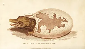 Niloticus: Young crocodile hatching from the egg
