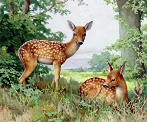 Hopking: Two young deer