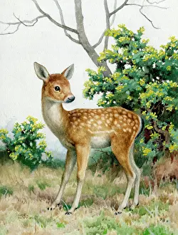 Hopking: A Young Deer