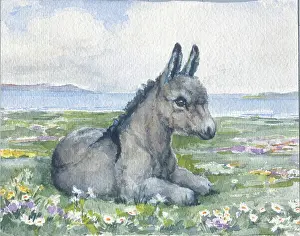 Orton: Young donkey lying down in a field