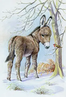 Bracken: Young Donkey in the Snow, with Robin