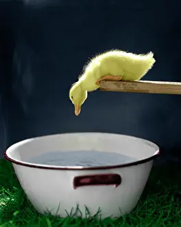Pun001: Young Duck Leaning Over Edge of Board Looking at Basin of