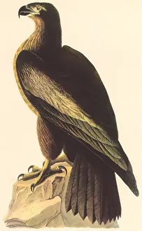 Immature: Young Eagle