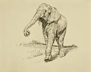 Young Elephant