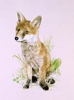 Haunches: A young fox