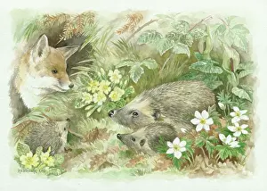 Hedgehogs: Young fox looking at hedgehogs