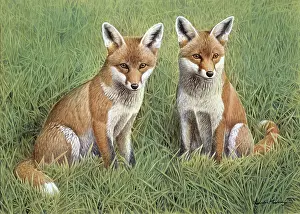 Turvey: Young Foxes