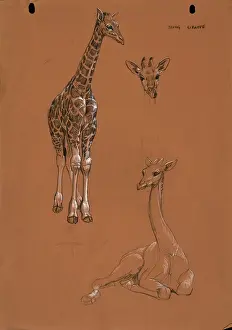 Giraffe: Young Giraffes