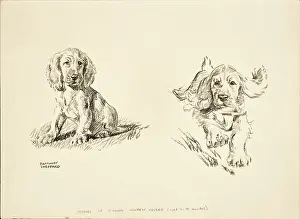 Cocker: Young Golden Cocker Spaniel