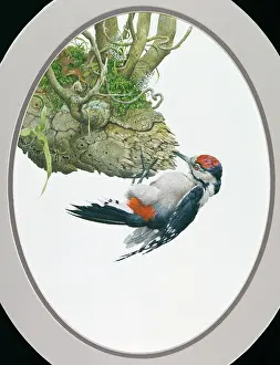 Lilly: Young Great Spotted Woodpecker