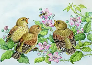 Hover: Young greenfinches on wild roses, with hover fly